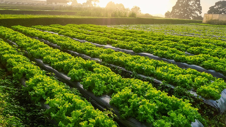 Avery Dennison Applauds FDA’s New Era of Smarter Food Safety Blueprint